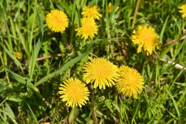 Dandelions bahar çayırda. 