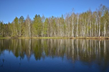 Orman Nehri üzerinde bahar. 