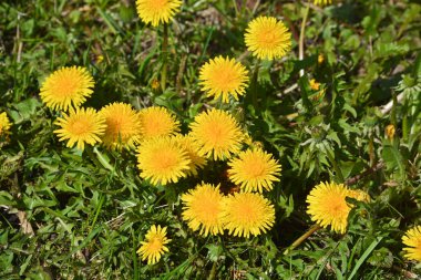 Dandelions bahar çayırda. 