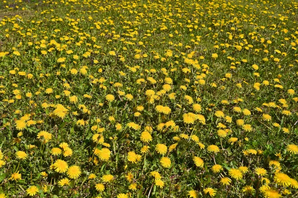 春の牧草地のタンポポ. — ストック写真