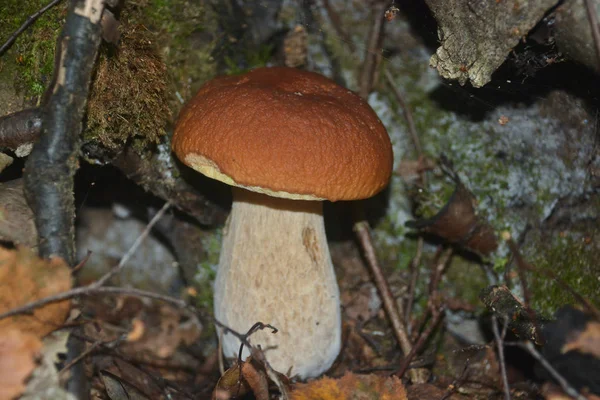 Champignon blanc sous les arbres . — Photo