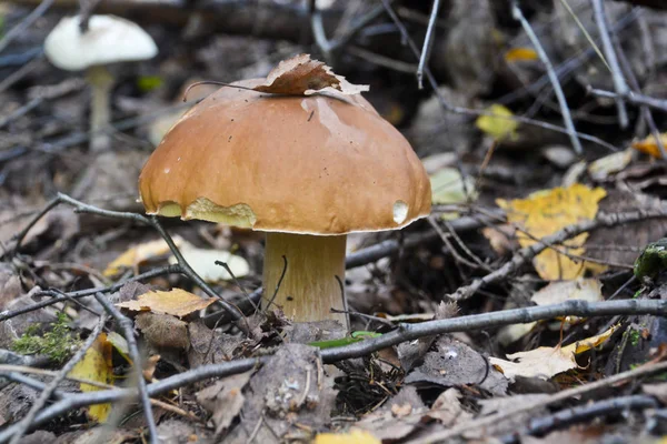 Hongos blancos bajo los árboles . — Foto de Stock