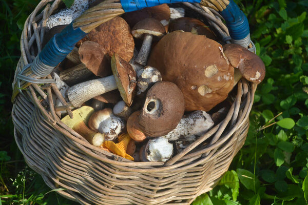 Полная корзина грибов. Результат успешного коллективизма
