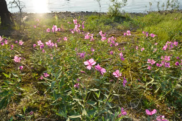 Willow-herb on the river bank. — Stock Photo, Image