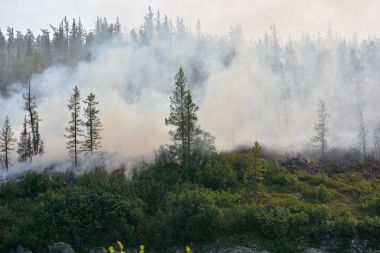 Orman yangınları. Sibirya.