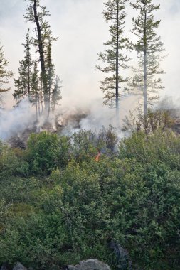 Orman yangınları. Sibirya.