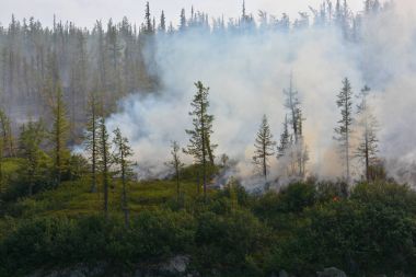 Orman yangınları. Sibirya.
