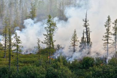 Orman yangınları. Sibirya.