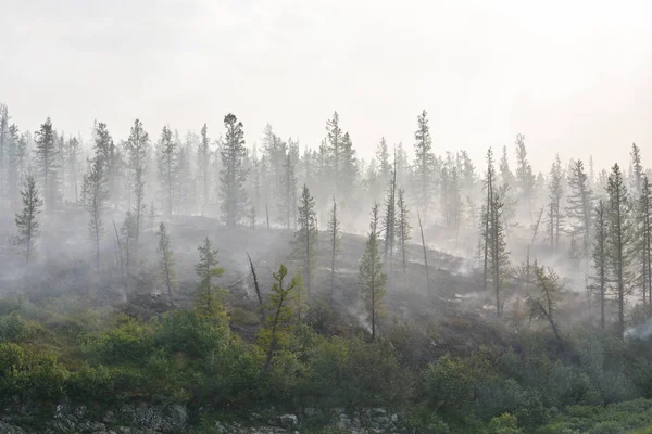 Orman yangınları. Sibirya.