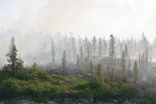 Лесные пожары. Сибирь . — стоковое фото