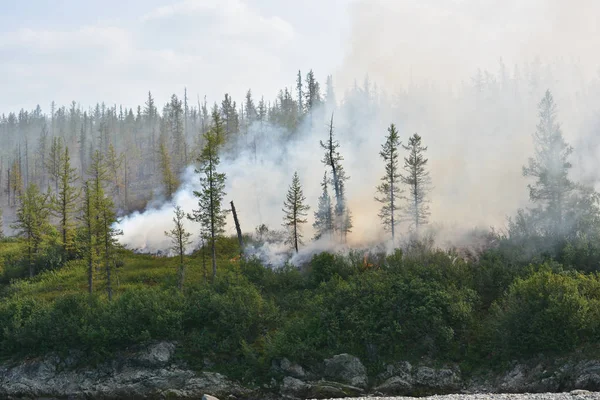 Orman yangınları. Sibirya.