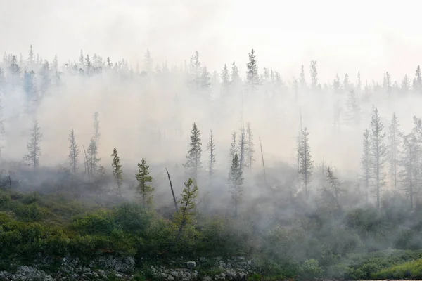 Orman yangınları. Sibirya.