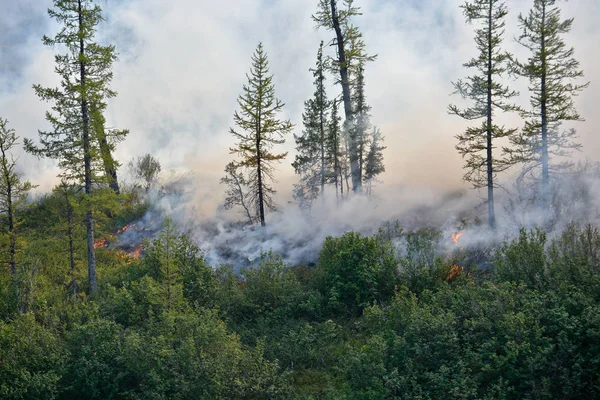 Orman yangınları. Sibirya.