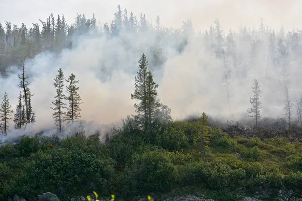 Orman yangınları. Sibirya.