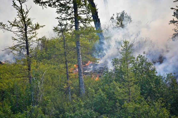 Incendi forestali. Siberia . — Foto Stock