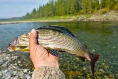 Sibirya grayling, balıkçılık kupa. 