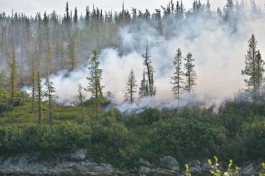 Sibirya orman yangını. 