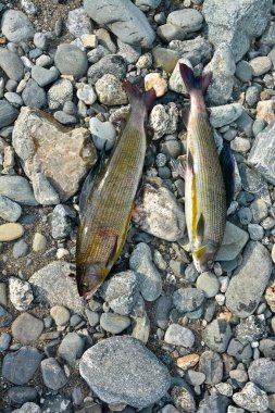 Sibirya grayling, balıkçılık kupa. 