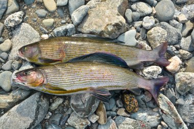 Balık tutma kupa - Sibirya gölge balığı. 