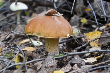 Ağaçların altında beyaz mantar. 