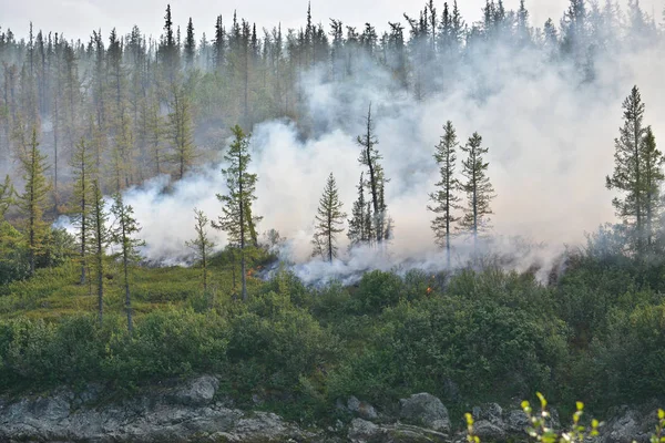 Sibirya orman yangını. 