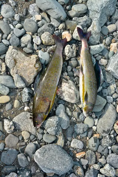 Sibirya grayling, balıkçılık kupa. 