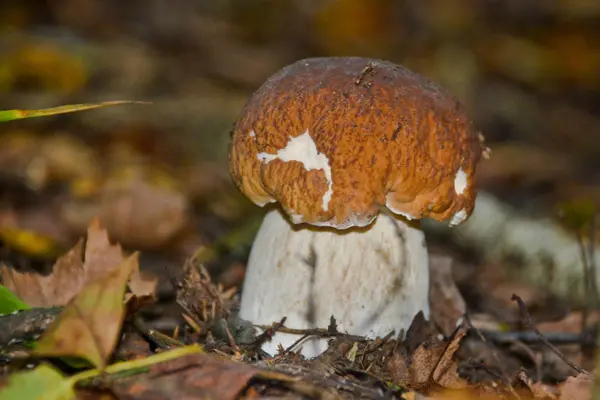 Vit svamp under träden. — Stockfoto