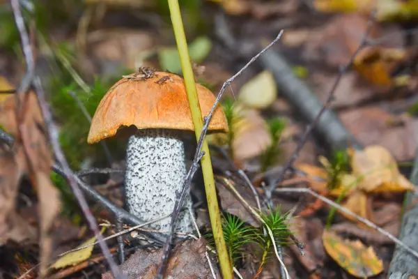 Le bolet à capuchon orange pousse de la terre . — Photo