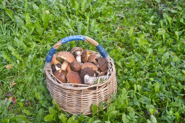 Kosz pełen grzybów. W wyniku pomyślnego collectio — Zdjęcie stockowe