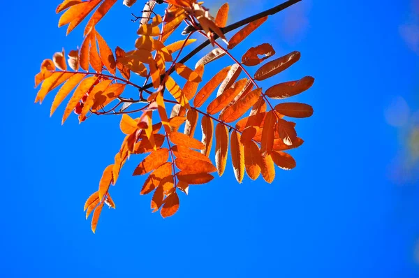 Heldere herfstbladeren. — Stockfoto