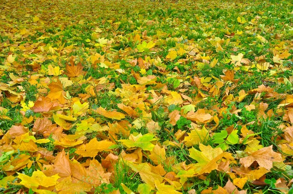 Tapis lumineux au moment de la chute des feuilles . — Photo