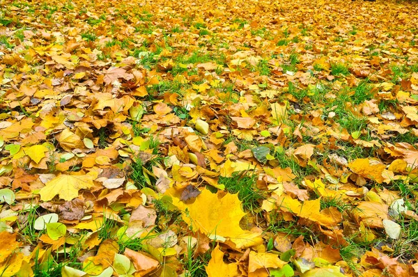 Tappeto luminoso al momento della caduta delle foglie . — Foto Stock
