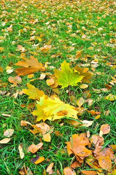 Яскравий килим під час осіннього листя . — стокове фото
