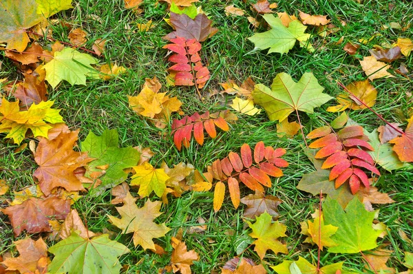 Tappeto luminoso al momento della caduta delle foglie . — Foto Stock