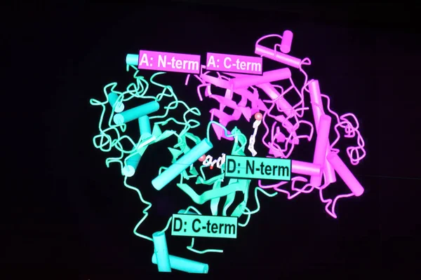 Structure of the protein molecule.