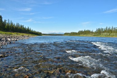 Yaz aylarında Polar Urallar, nehrin Sob. 