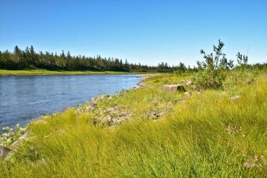 Yaz aylarında Polar Urallar, nehrin Sob. 