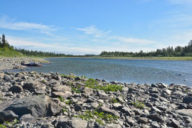 Yaz aylarında Polar Urallar, nehrin Sob. 