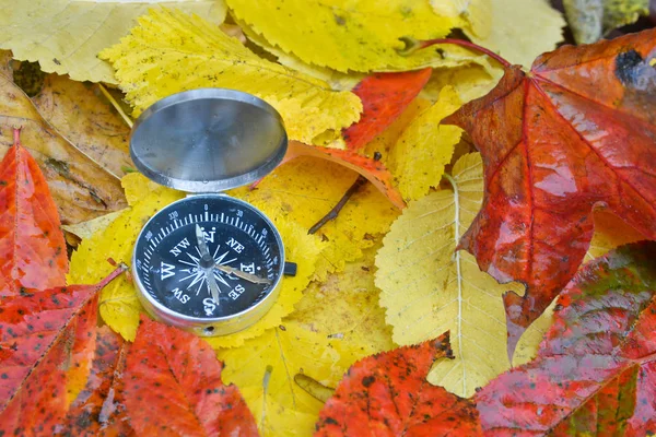 Kompas v dešti na listí. — Stock fotografie
