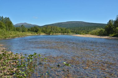 Virgin Komi ormanlar. 