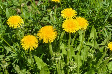Dandelions bahar çayırda. 