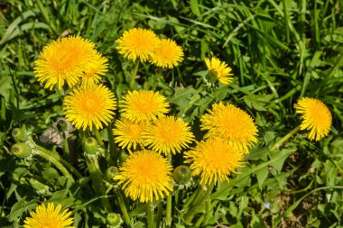 Dandelions bahar çayırda. 