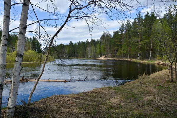Skogsälv i nationalparken i Ryssland är våren. — Stockfoto