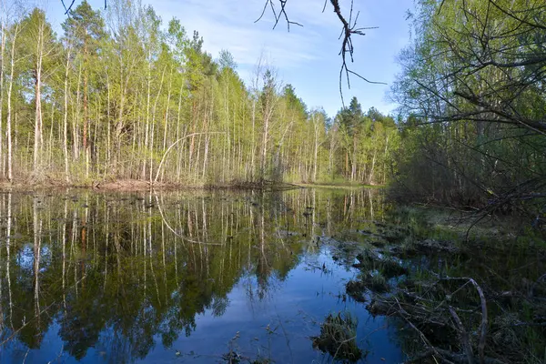 Våren i Rysslands nationalpark ”Meshchersky." — Stockfoto