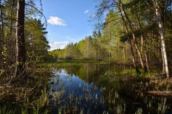 Våren i Rysslands nationalpark ”Meshchersky." — Stockfoto