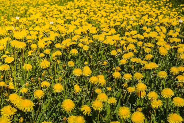 Fältet av blommande maskrosor. — Stockfoto