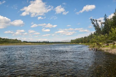 Virgin Komi ormanlar.