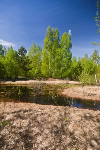 Vår i skogen. — Stockfoto