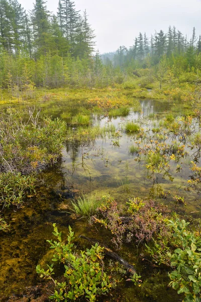 Piccolo stagno nella taiga . — Foto Stock