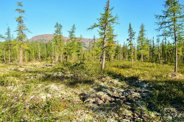 Taïga de montagne sur le plateau du Putorana . — Photo